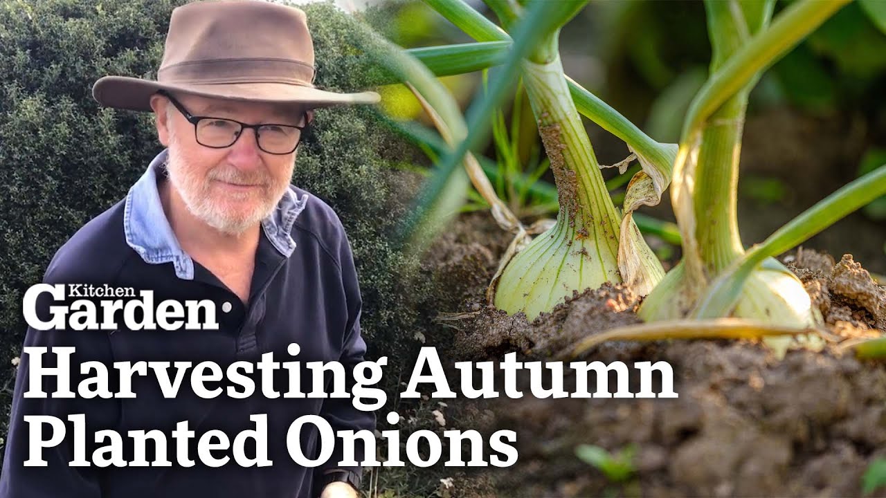 Harvesting Autumn Planted Onions | Tony's Plot Diaries