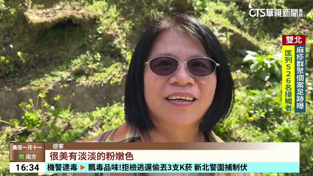 杉林溪櫻花盛開！花瓣倒映水面　「櫻花河」超浪漫｜華視台語新聞 2026.02.27