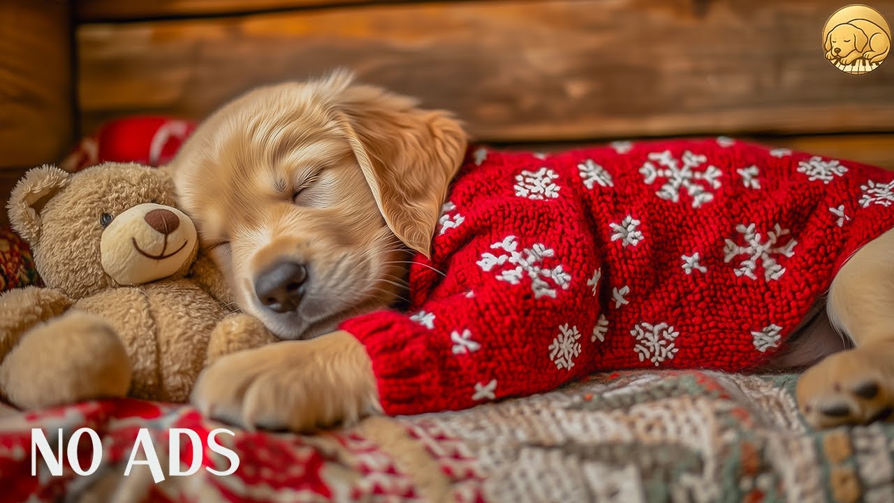 12 HOURS Gentle Music for Dogs 🐶🌸 Create a Peaceful Space 🎶 Relaxing Rest 💤 No Ads