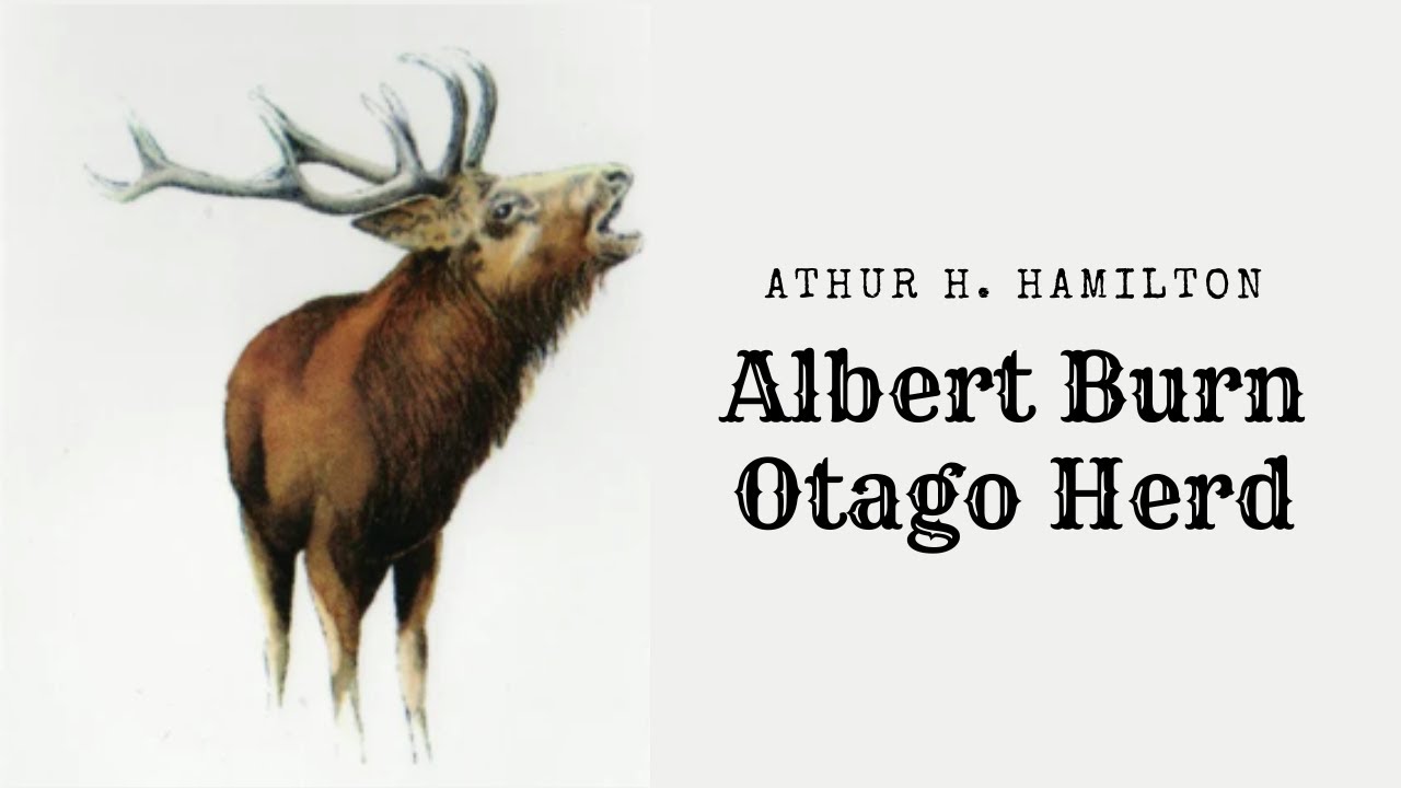 The Otago Herd Arthur H  Hamilton; Albert Burn 1933