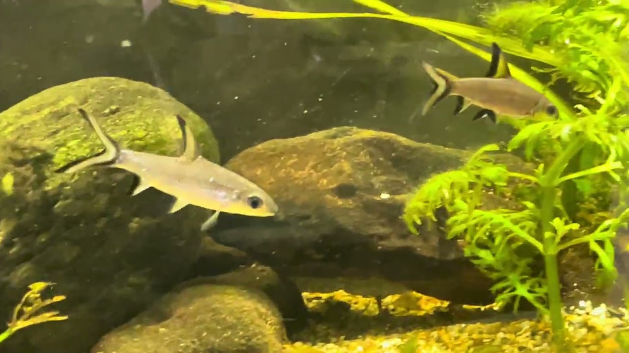 Bala sharks-silver shark 