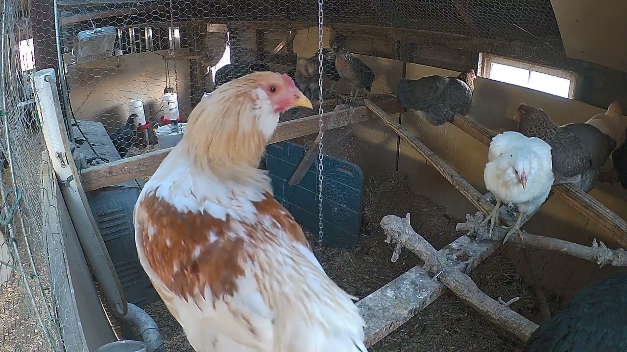 Chicken Coop Cam - Hens Roosting #chickencoop #chickens #farmanimals #hens #animalasmr 