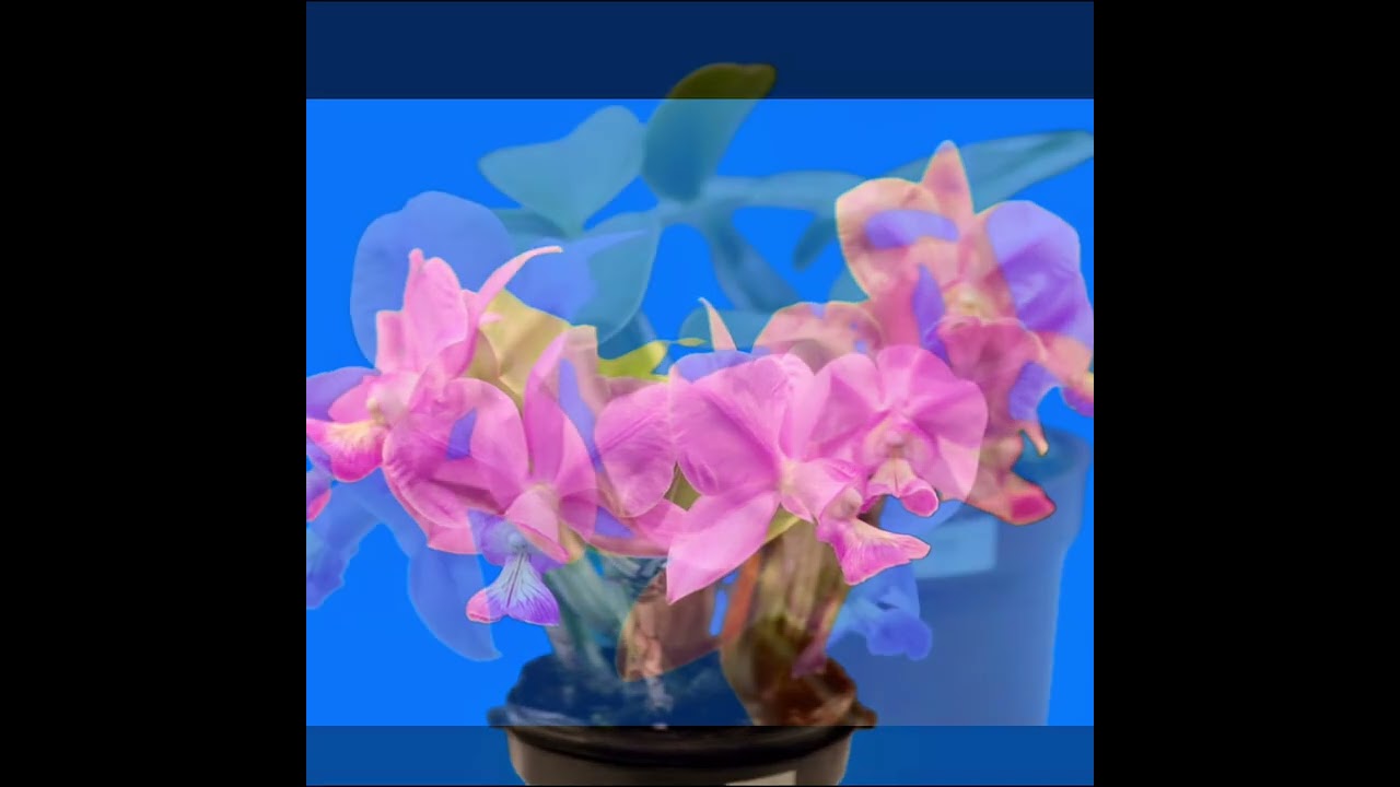 2026台灣國際蘭展