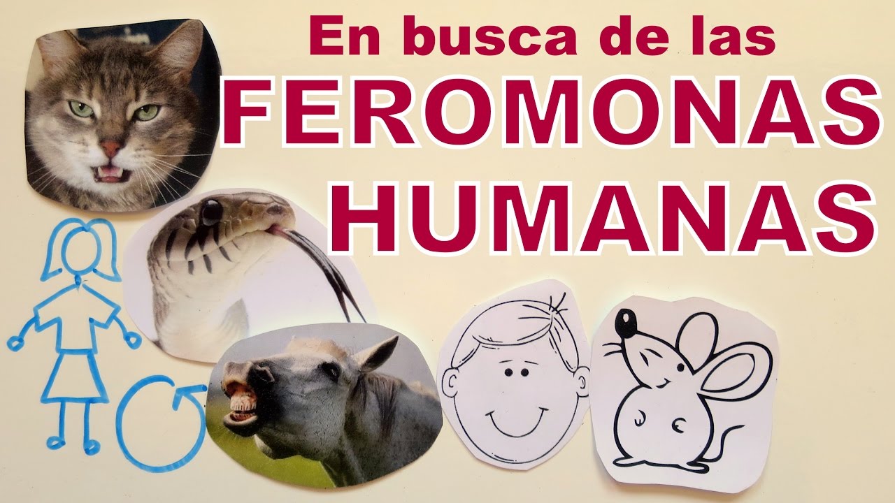 Feromonas humanas: ¿Mito o realidad?