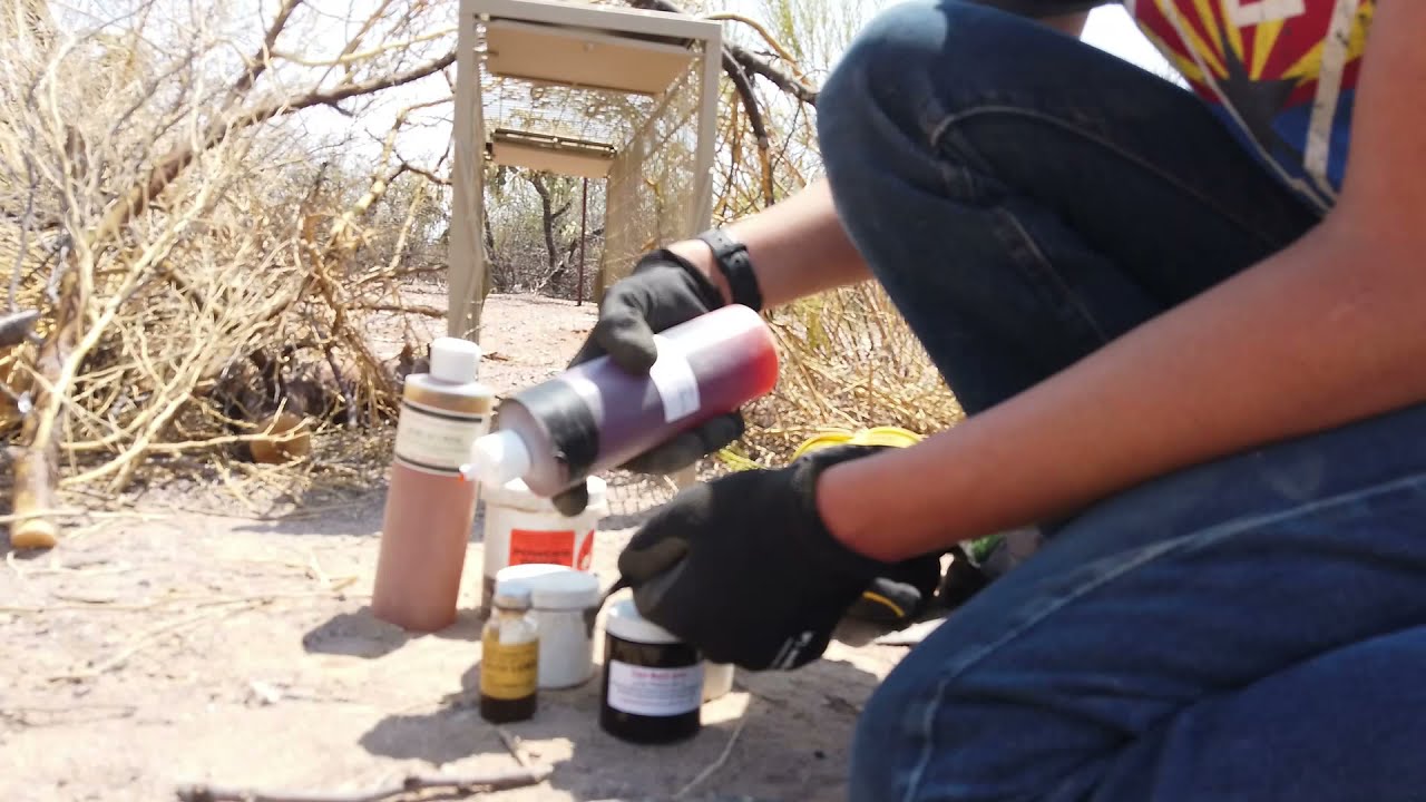 I set my Double Door Cage traps for Bobcats in Southern Arizona's desert!