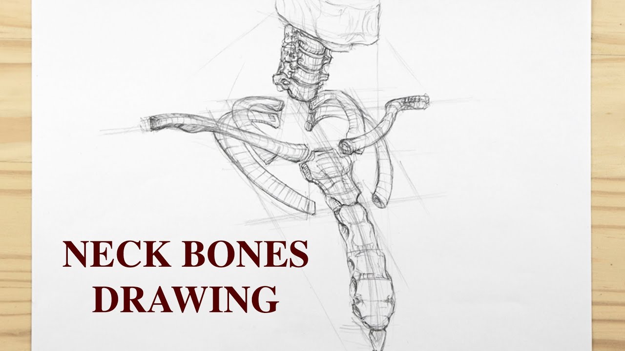 ¾ view Neck Drawing – Episode 2: ANATOMY - Advanced Anatomy for Artists