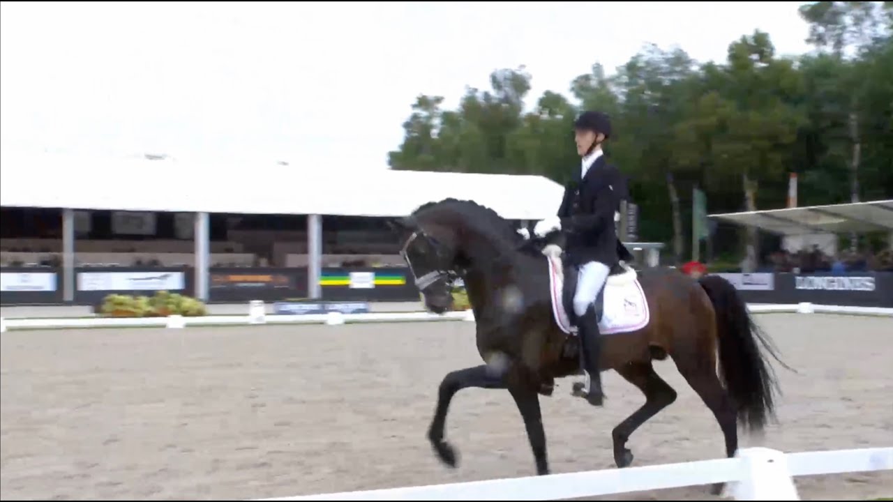 Breeding stallion: Hesselhoej Double Up by Hesselhoej Donkey Boy/Tailormade Lancelot