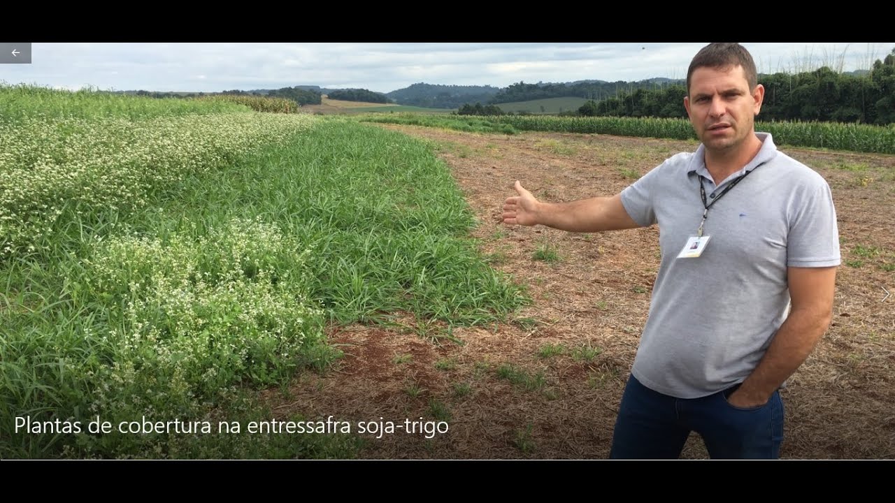 Plantas de cobertura na entressafra soja-trigo