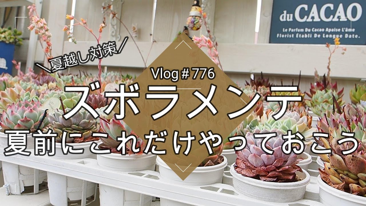 【Vlog776】【多肉植物】夏越し対策ズボラメンテ３つ！夏前にこれだけやっておこう【多肉が枯れる３大要因】【夏越しポイント３つ】