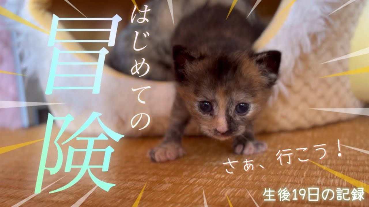 赤ちゃん猫の大冒険！！はじめてママの元を離れる娘と、心配性ママの1日に密着【生後19日】