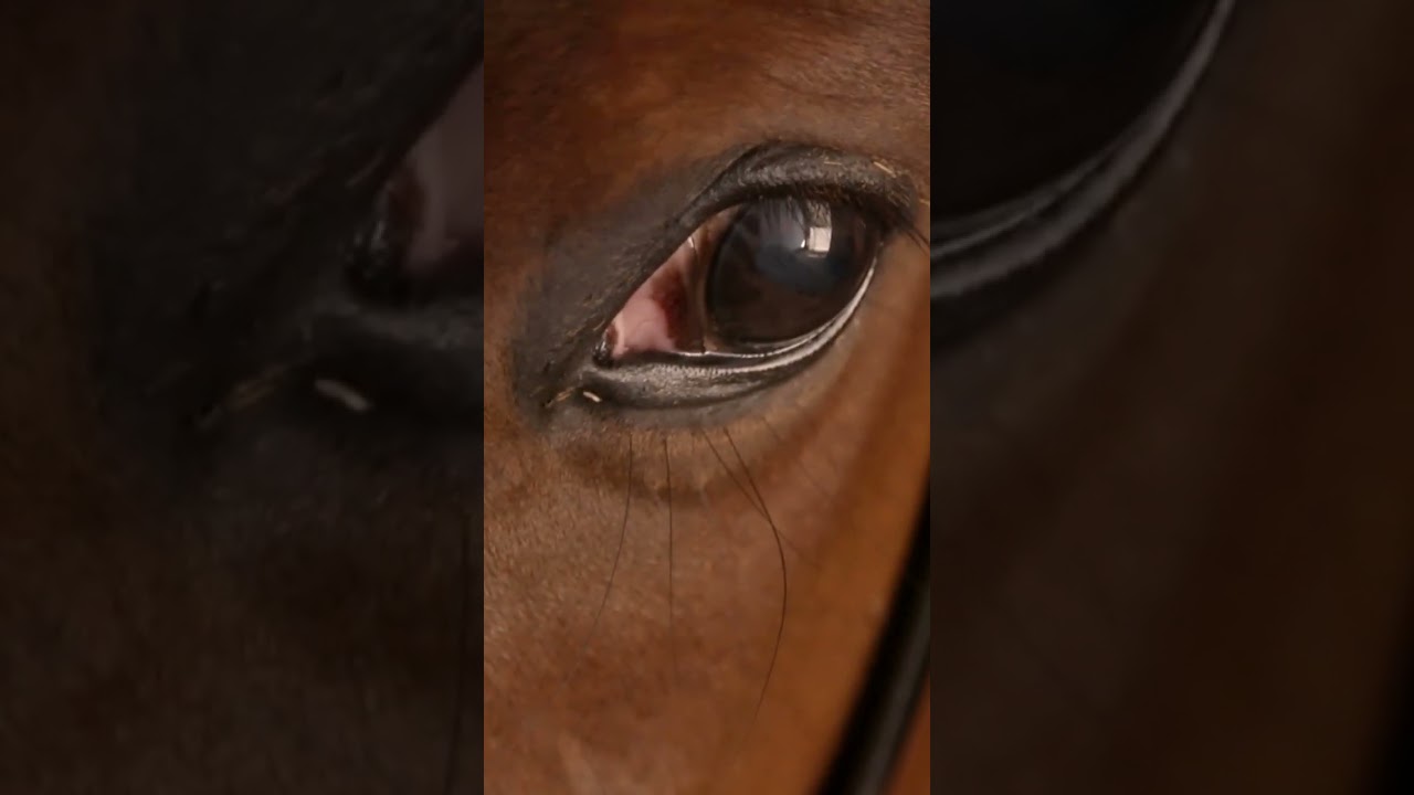 Horse Eye Closeup Look