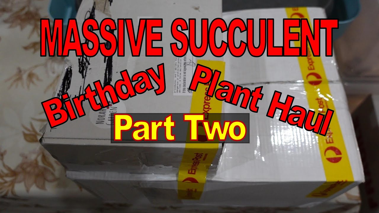 MASSIVE SUCCULENT Birthday Plant Haul | PART 2 | Growing Succulents with LizK
