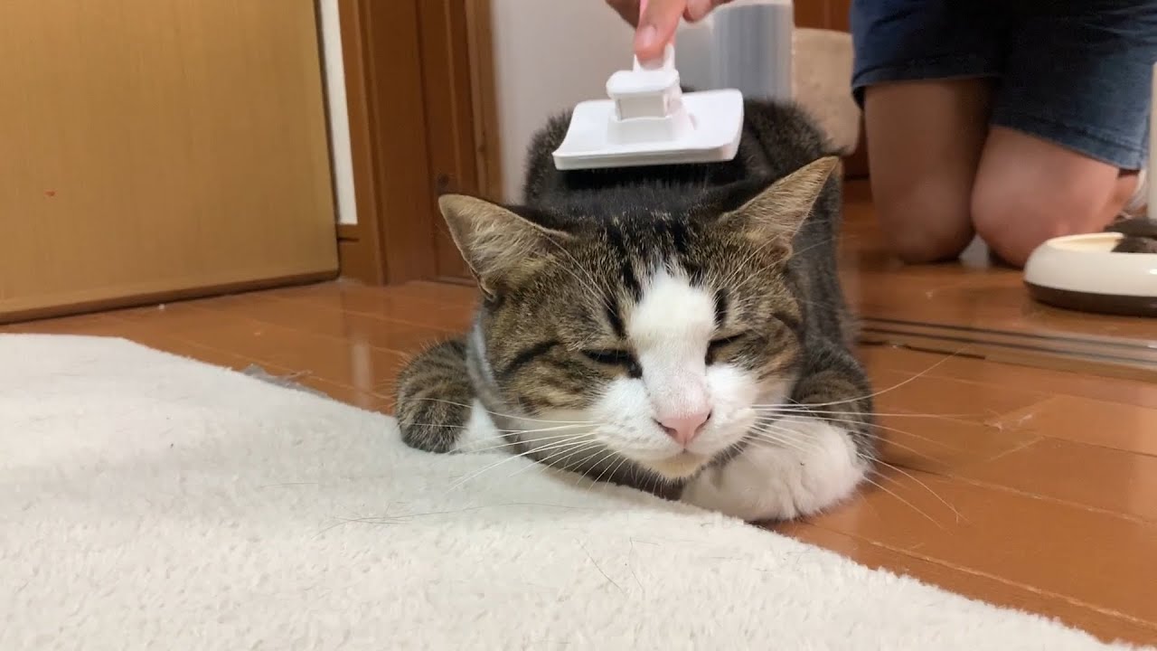 たくさん甘えたい猫