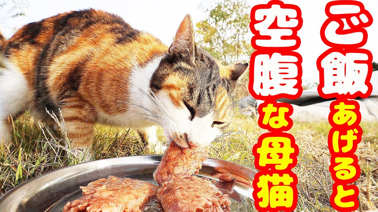 子猫行方不明 空腹な母猫にご飯あげたら・・・ さくらねこへの給餌