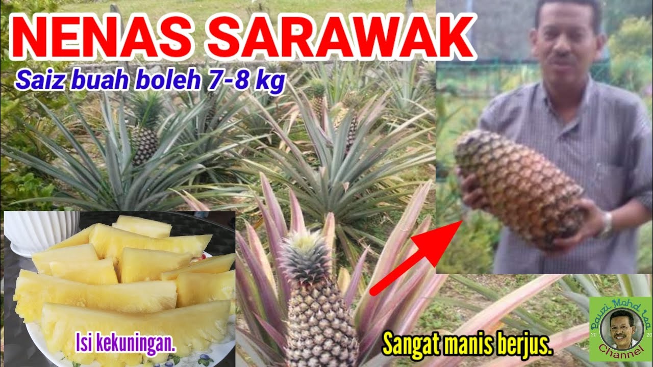 NANAS SARAWAK DI KEBUN | BUAH BESAR