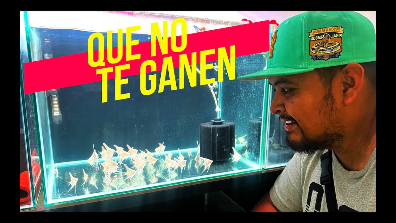 ESTOS PECES NO DURAN NADA 😱🐟🐠🐡