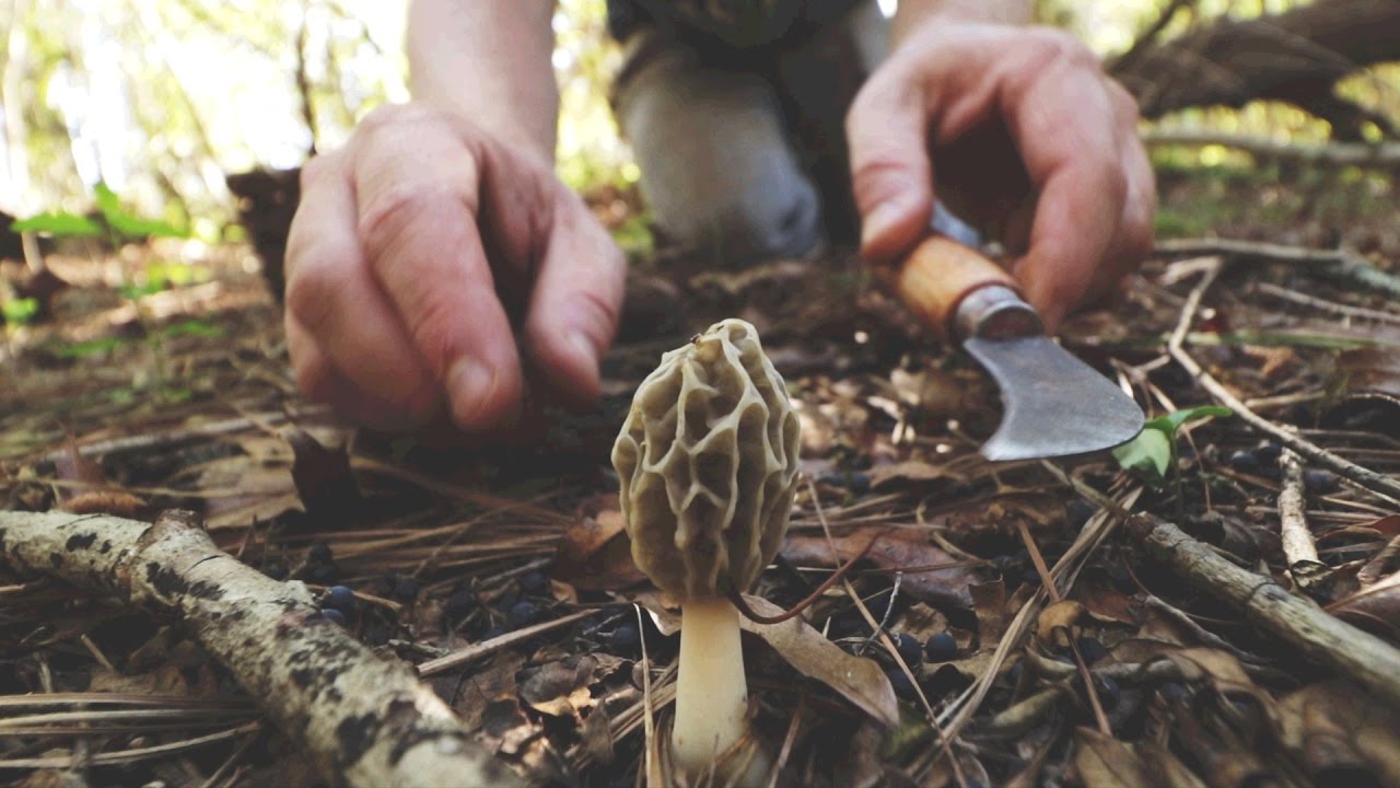Morel Mushroom Hunting Georgia 2017