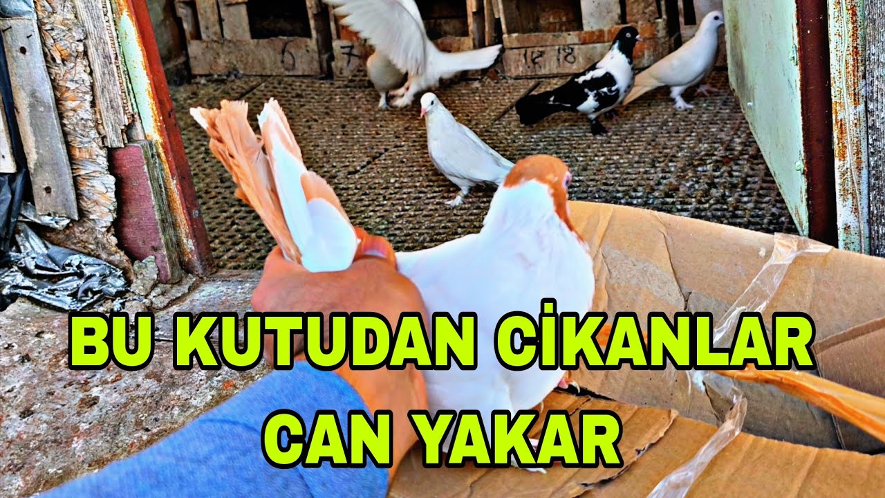 BU KUTUDAN CİKANLAR CAN YAKAR KAÇAKLAR RESMEN AKIYOR 