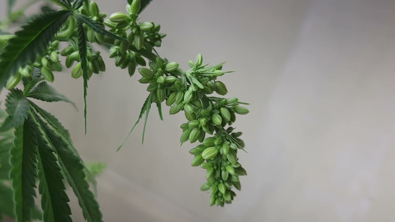 Flowering Male Cannabis