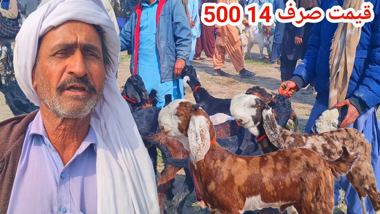 14 February 2026 قیمت صرف 14 500 بکرا منڈی ڈیرہ غازی خان علی گوٹ فارم رابطہ نمبر 03127009575