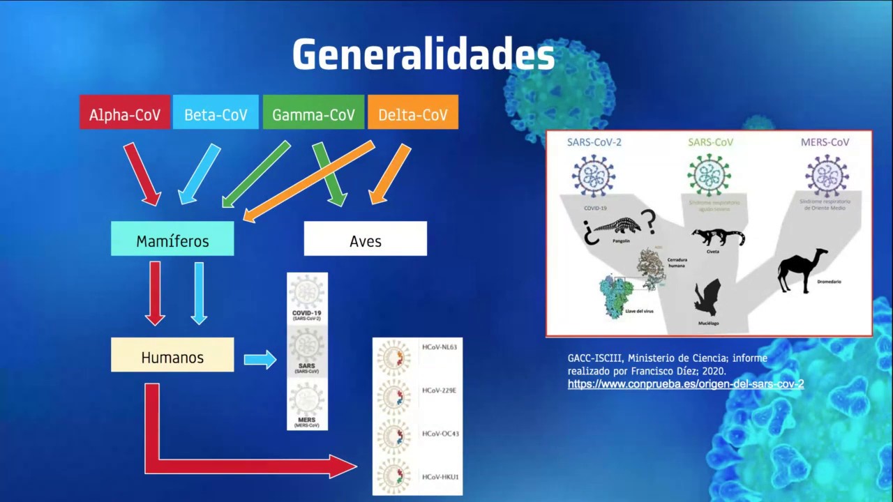 Seminario Coronavirus. Asignatura de Microbiología. Grupo 1