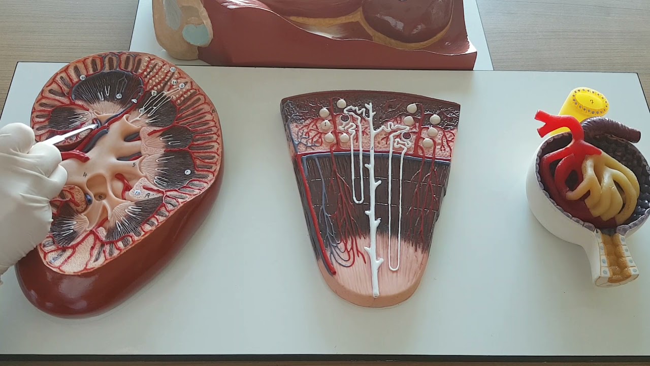 Böbrek Anatomisi