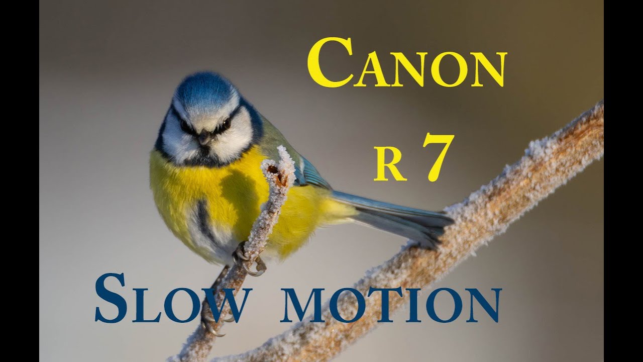 Canon R7 Slow motion Video 2