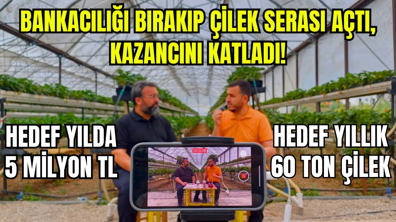 TOPRAKSIZ ÇİLEK SERASI KURULUMU, MALİYETİ, KAZANCI