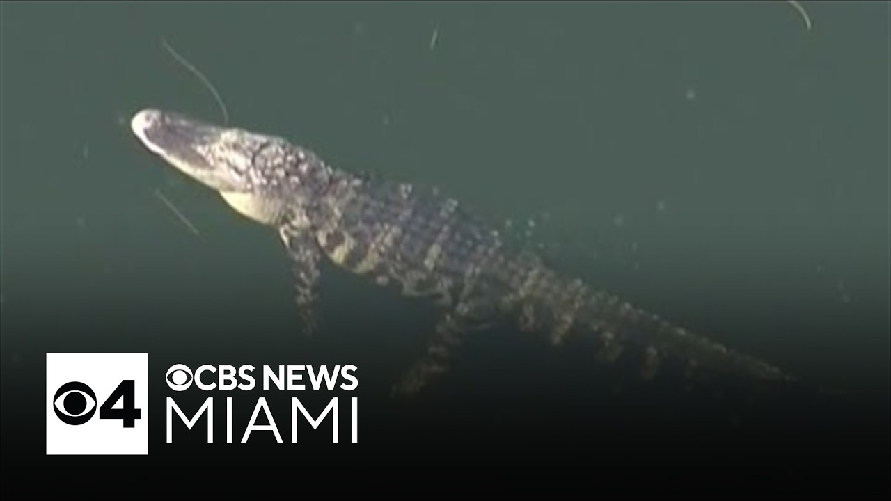 Woman killed in Florida alligator attack as 3 incidents reported in a week