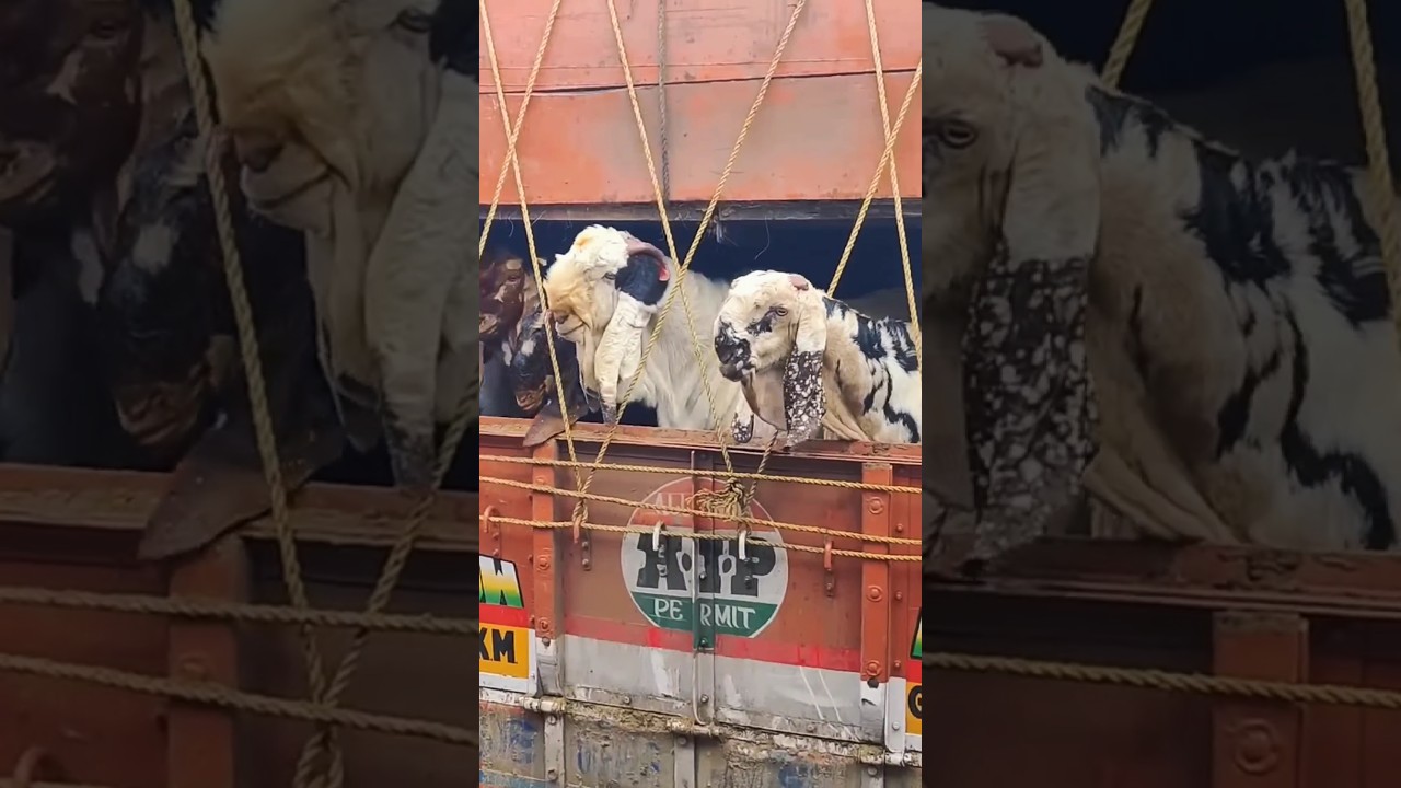 Deonar Bakra Mandi #bakraeid #bakraeid2024 #bakraeidspecial #bakra #goats #trending #biggoats