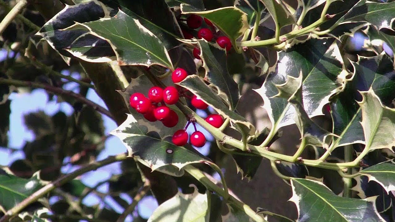 The Holly (Ilex) in the Wildlife Garden