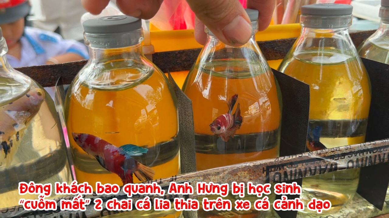 Đông khách bao quanh, Anh Hưng bị học sinh “cuỗm mất” 2 chai cá lia thia trên xe cá cảnh dạo