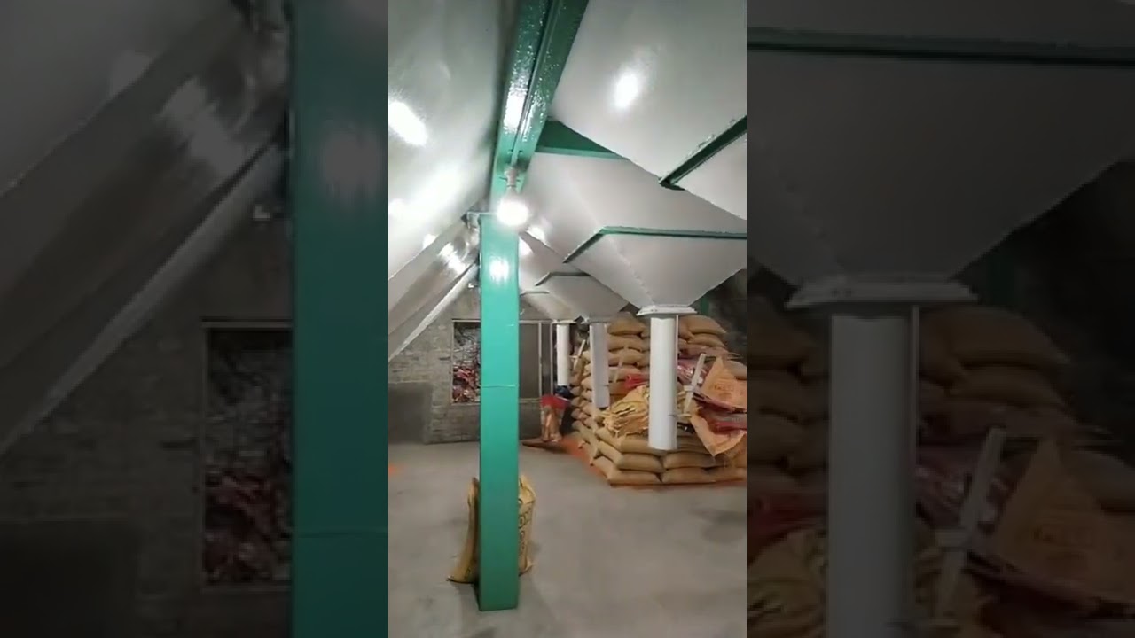 masoor Malka Shanti lintil plant run Kolkata West Bengal dankuni