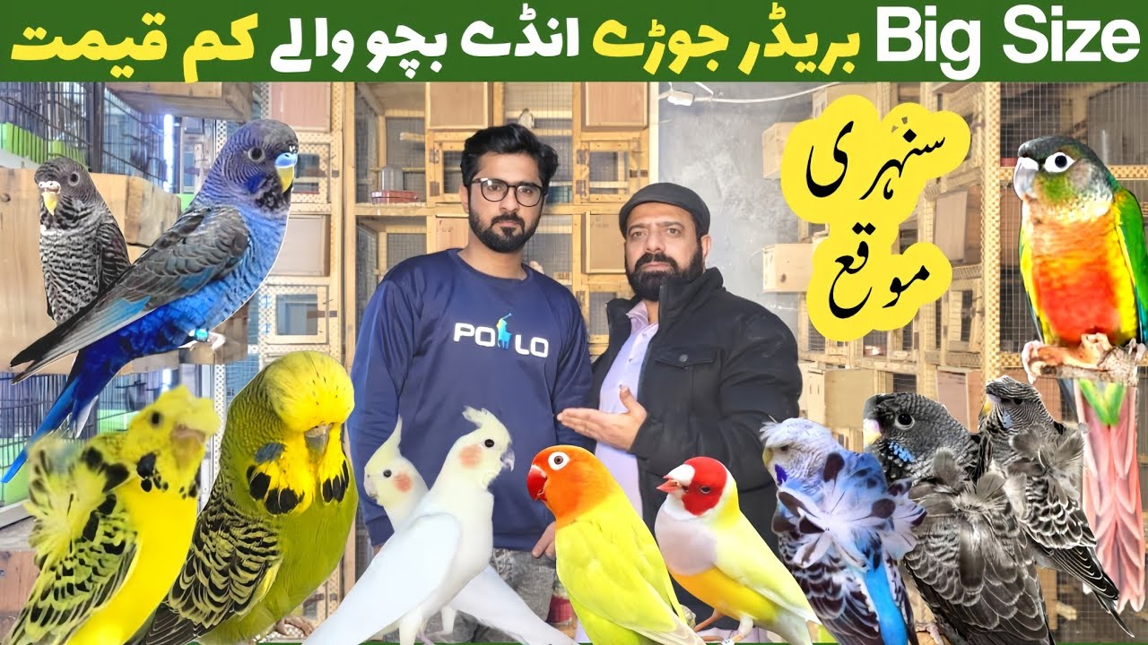 Abdullah birds aviary | finch and budgies | breeding setup 