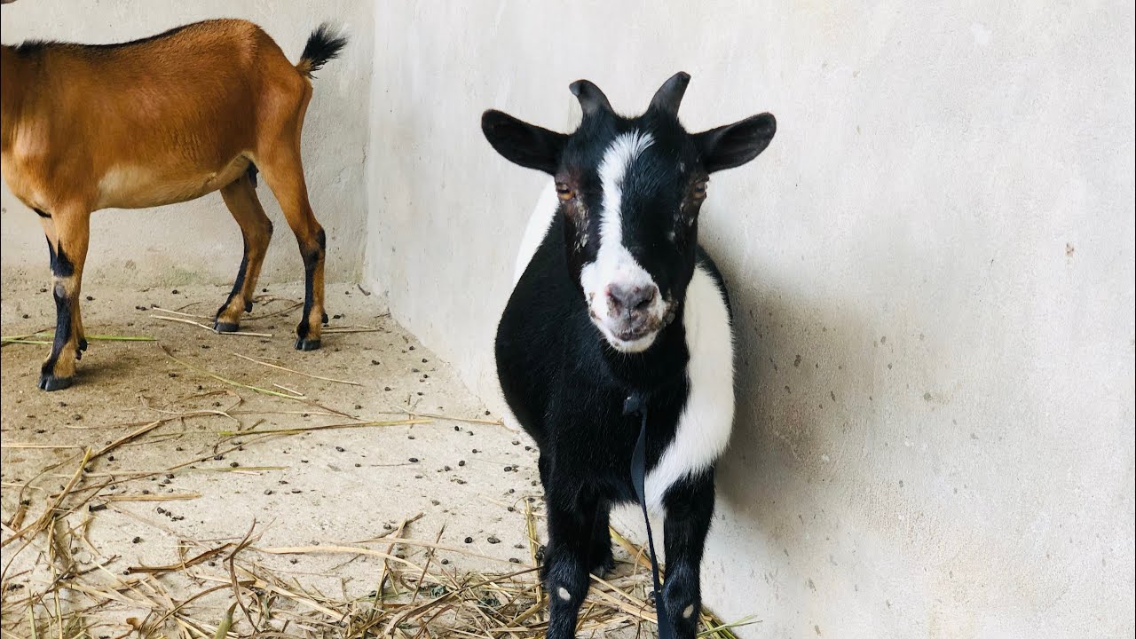 How To Treat Goat Orf (Mouth Blister)