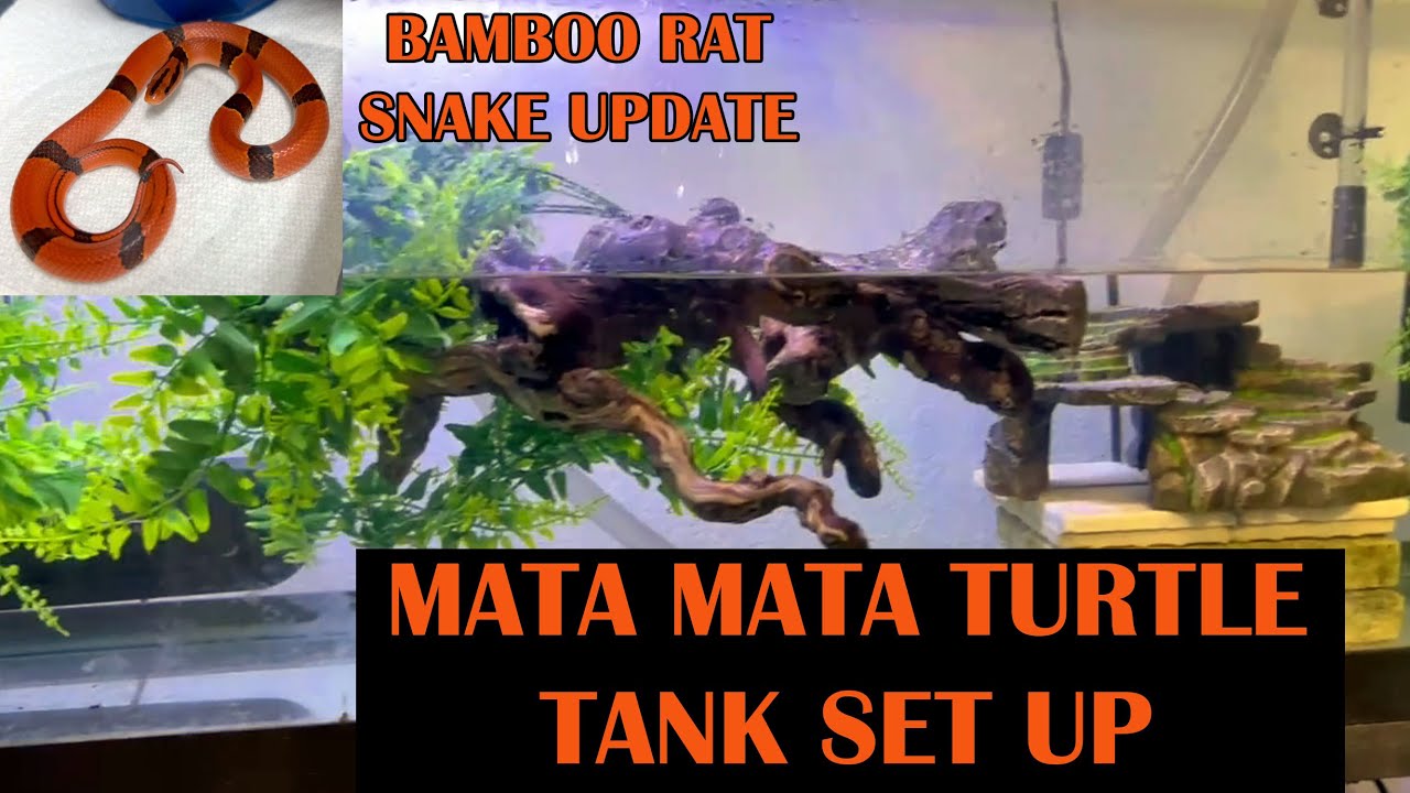 MATA MATA TURTLE 55 GALLON TANK SETUP