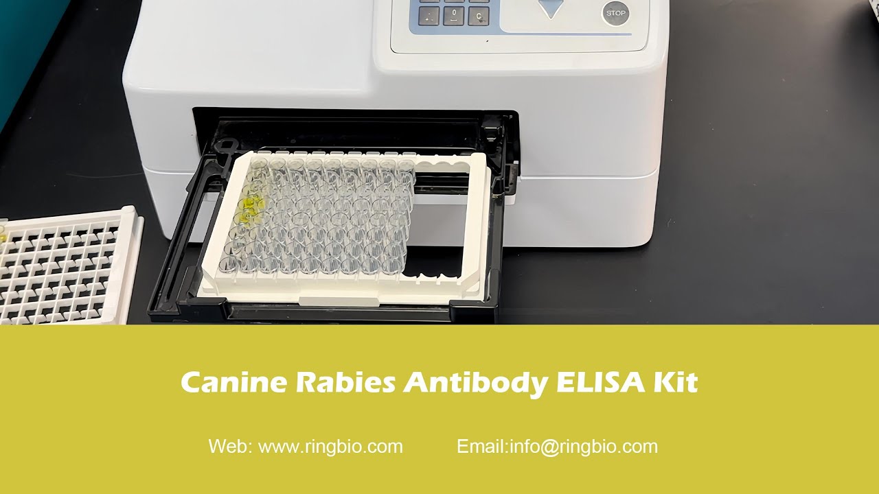 KE0011 Ringbio Canine Rabies Antibody ELISA Kit