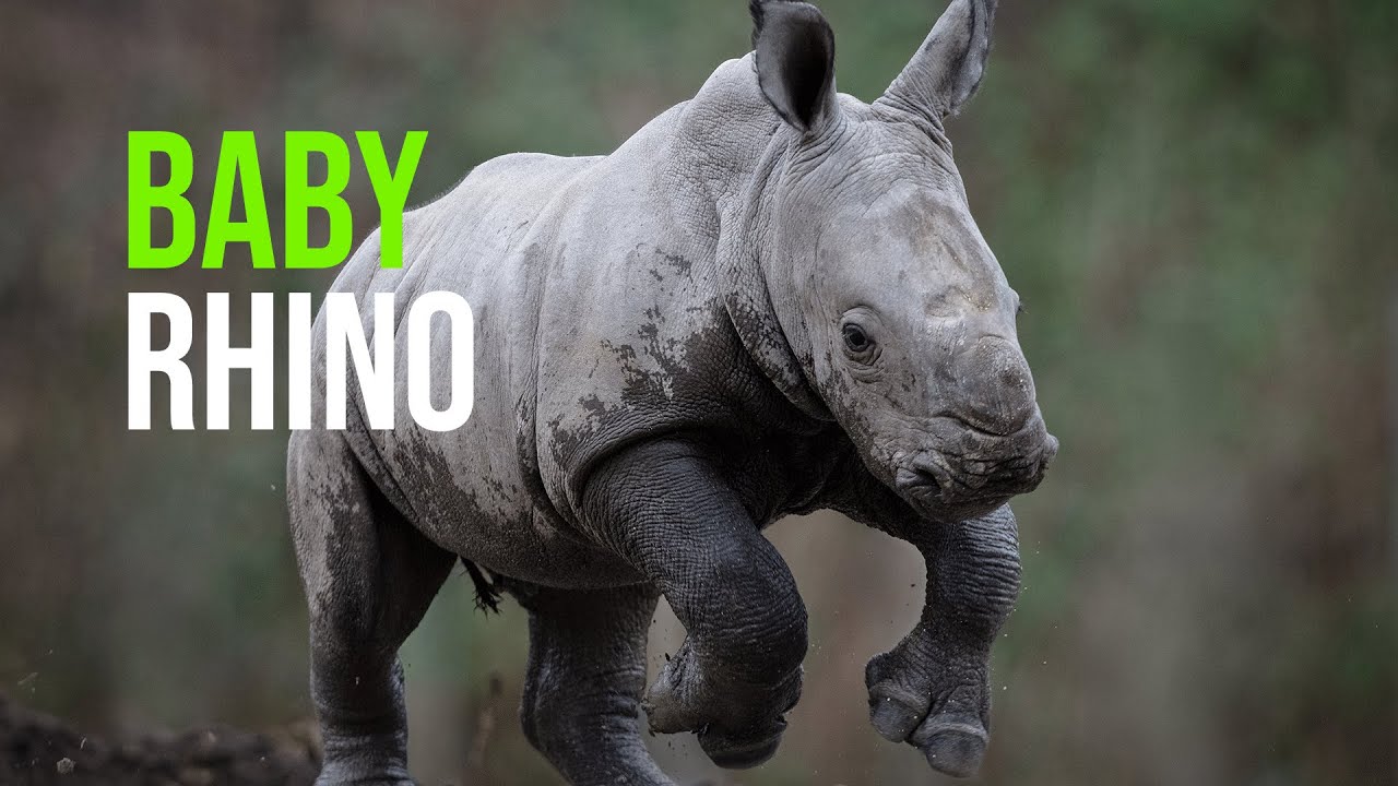 Southern White Rhinoceros Calf Born at Dublin Zoo