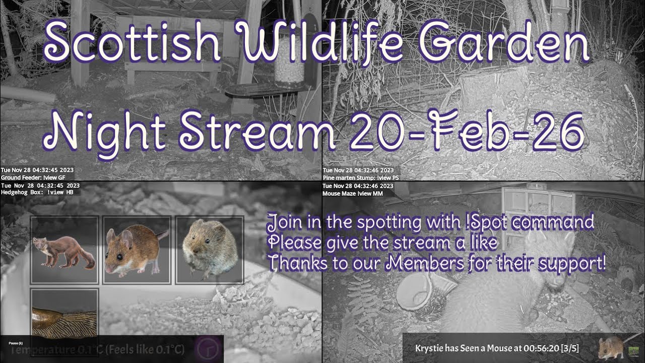 Night Stream February 20th 2026 | Bird Feeders, Wildlife Cameras Scotland UK from SWG
