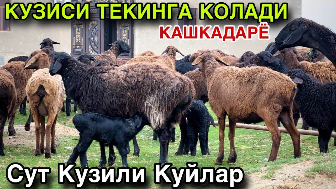 ТАЛАШ ТАЛАШ! ☎️+998 99 575 1721 ☎️+998 99 733 1889