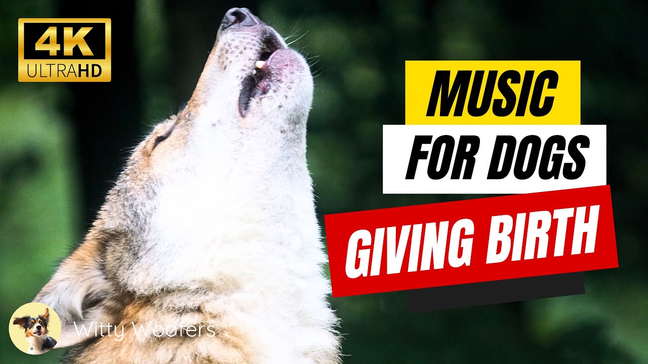 Ultimate Relaxing Music for Dogs Giving Birth 🐶 Witty Woofers