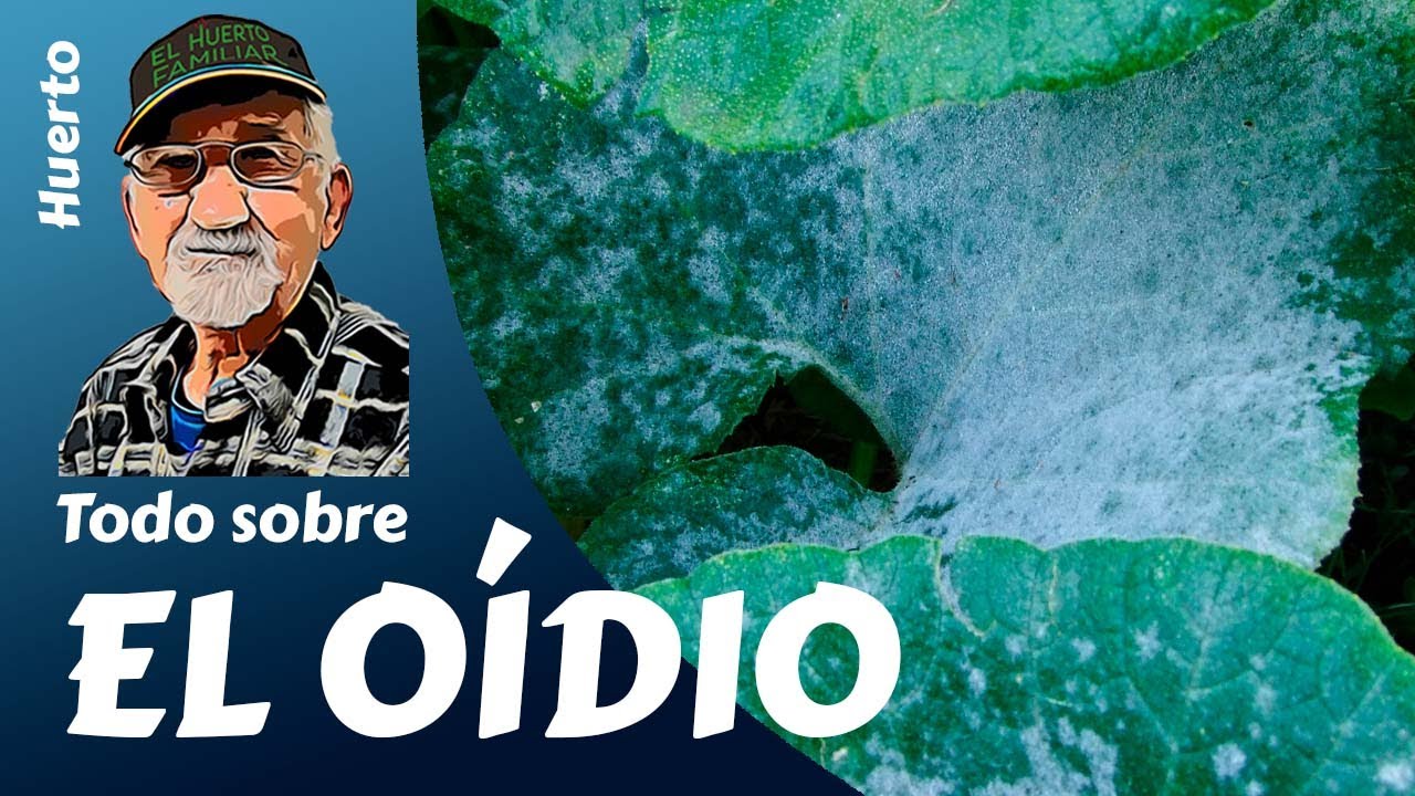 EL OIDIO: Todo lo que necesitas saber sobre el oídio en las plantas