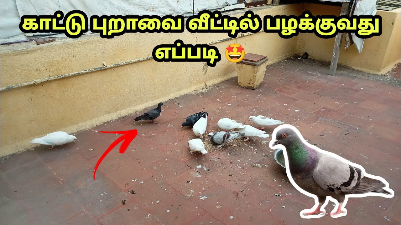 How to train junglee pigeon in home 🏠 | Mada pura | forest pigeon