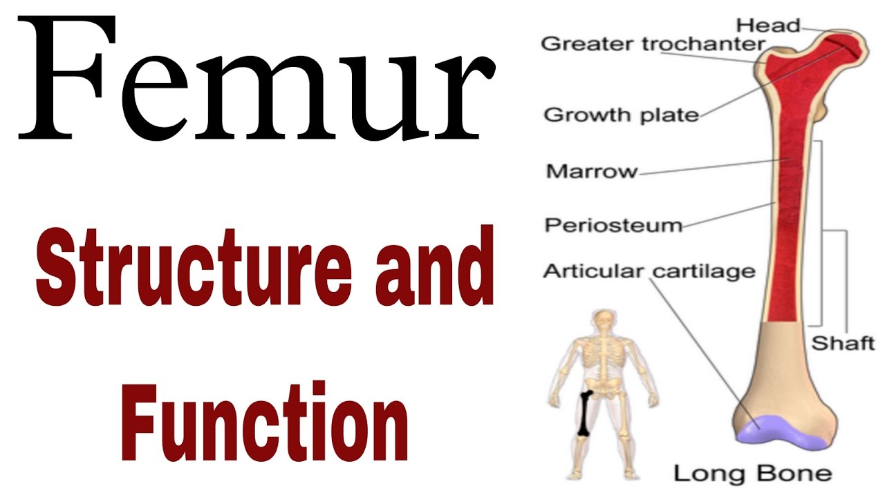 structure of Femur|| femur bone 🦴
