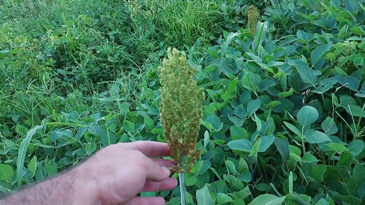 The Pros & Cons Of Milo