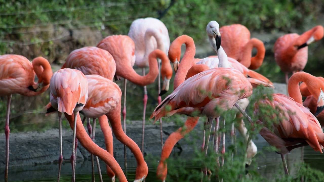 Kolonie Kubaflamingos und Chileflamingos Tierpark Berlin 23.9.2016