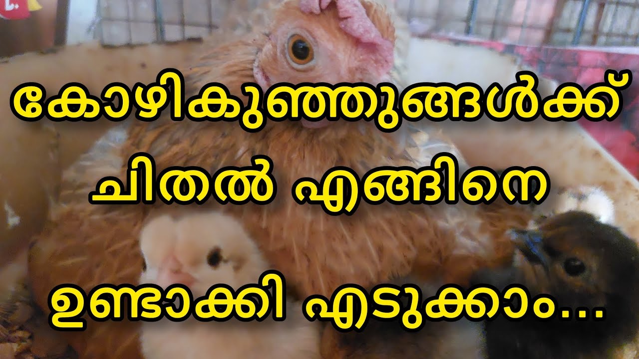 നാടൻകോഴി വളർത്തൽ | കോഴി കുഞ്ഞുങ്ങൾക്കുള്ള ചിതൽ എങ്ങിനെ ഉണ്ടാക്കി എടുക്കാം....Amaan kitchen