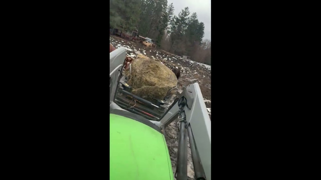 Giving bales to horses