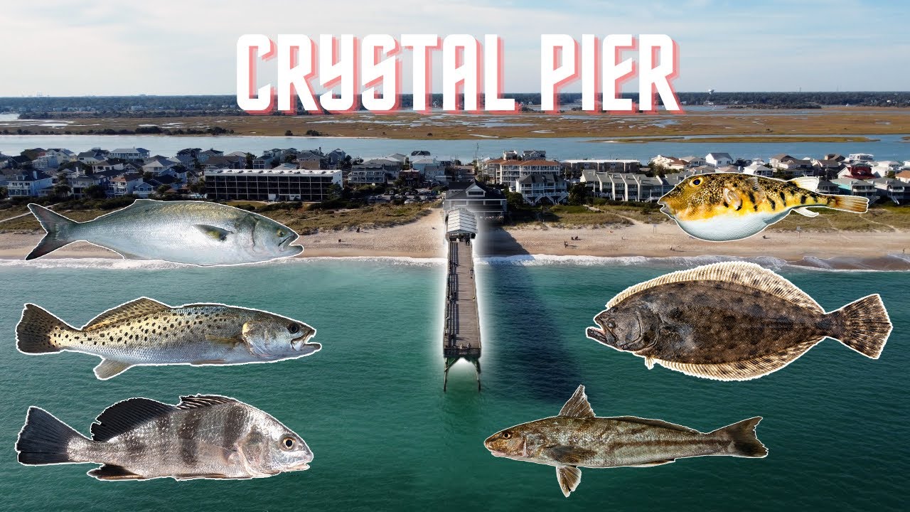 Fishing Crystal Pier | Wrightsville NC (Whiting, Black Drum, Flounder, Speckle Trout,Bluefish,Puffer