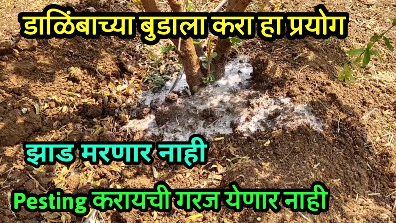 डाळिंब मर रोग उपाय || डाळिंबाच्या खोडवर नवीन प्रयोग || Pesting ची गरज येणार नाही ||#डाळिंब #शेतीमळा